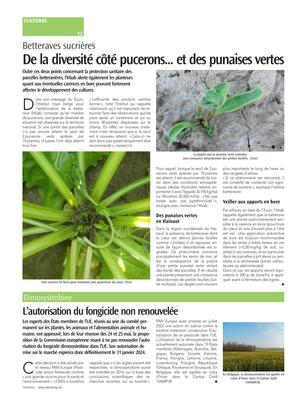 De la diversité côté pucerons... et des punaises vertes De la diversité côté pucerons... et des punaises vertes
