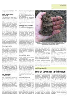 Pour en savoir plus sur le bouleau Pour en savoir plus sur le bouleau