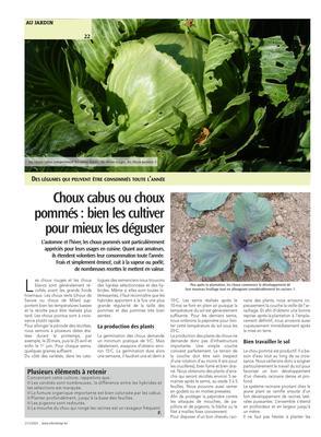 Choux cabus ou choux pommés: bien les cultiverpour mieux les déguster Choux cabus ou choux pommés: bien les cultiverpour mieux les déguster