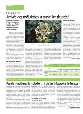 Peu de symptômes de maladies… mais des infestations de limaces Peu de symptômes de maladies… mais des infestations de limaces