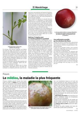 Le mildiou, la maladie la plus fréquente Le mildiou, la maladie la plus fréquente