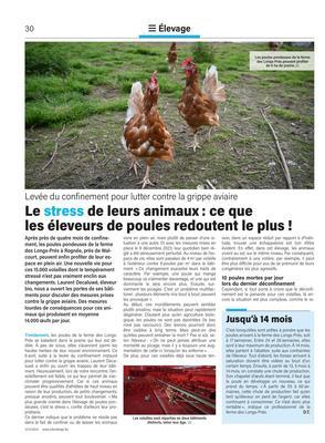 Le stress de leurs animaux: ce que les éleveurs de poules redoutent le plus! Le stress de leurs animaux: ce que les éleveurs de poules redoutent le plus!