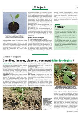 Chenilles, limaces, pigeons... comment éviter les dégâts ? Chenilles, limaces, pigeons... comment éviter les dégâts ?