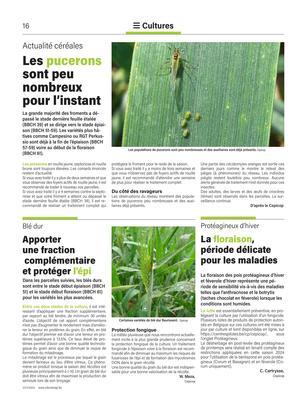 Apporterune fractioncomplémentaire et protéger l’épi Apporterune fractioncomplémentaire et protéger l’épi