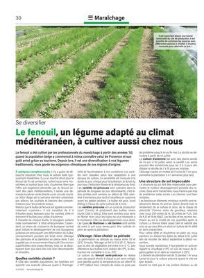Le fenouil, un légume adapté au climatméditéranéen, à cultiver aussi chez nous Le fenouil, un légume adapté au climatméditéranéen, à cultiver aussi chez nous