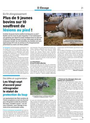 Plus de 9 jeunesbovins sur 10 souffrent delésions au pied! Plus de 9 jeunesbovins sur 10 souffrent delésions au pied!