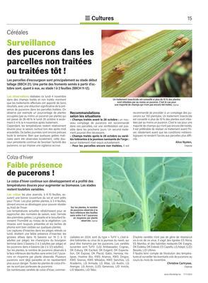 Faible présence de pucerons ! Faible présence de pucerons !
