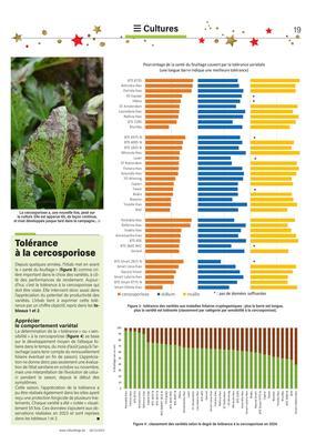 Toléranceà la cercosporiose