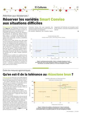 Qu’en est-il de la tolérance au rhizoctone brun? Qu’en est-il de la tolérance au rhizoctone brun?
