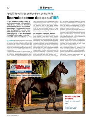 Recrudescence des cas d’IBR Recrudescence des cas d’IBR