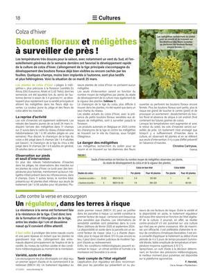 Boutons floraux et méligèthes à surveiller de près! Boutons floraux et méligèthes à surveiller de près!