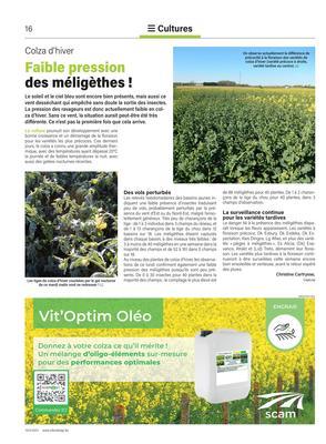 Faible pression  des méligèthes! Faible pression  des méligèthes!