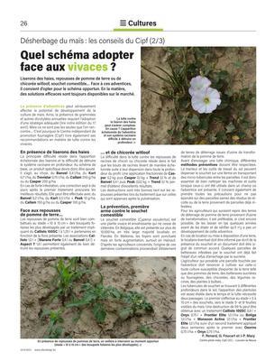 Quel schéma adopter face aux vivaces? Quel schéma adopter face aux vivaces?