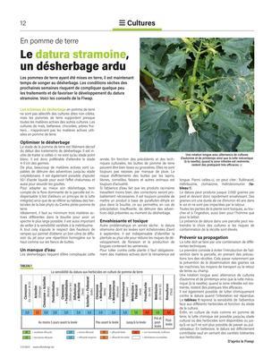Le datura stramoine, un désherbage ardu Le datura stramoine, un désherbage ardu