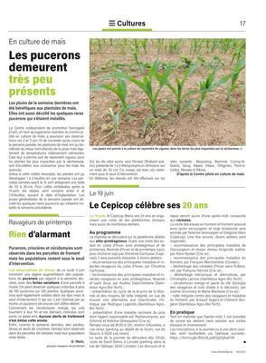 Les pucerons demeurent très peu présents Les pucerons demeurent très peu présents