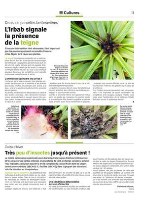 L’Irbab signale la présence de la teigne