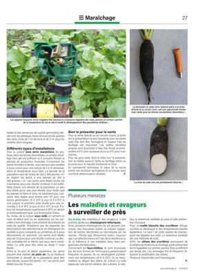 Les maladies et ravageursà surveiller de près Les maladies et ravageursà surveiller de près